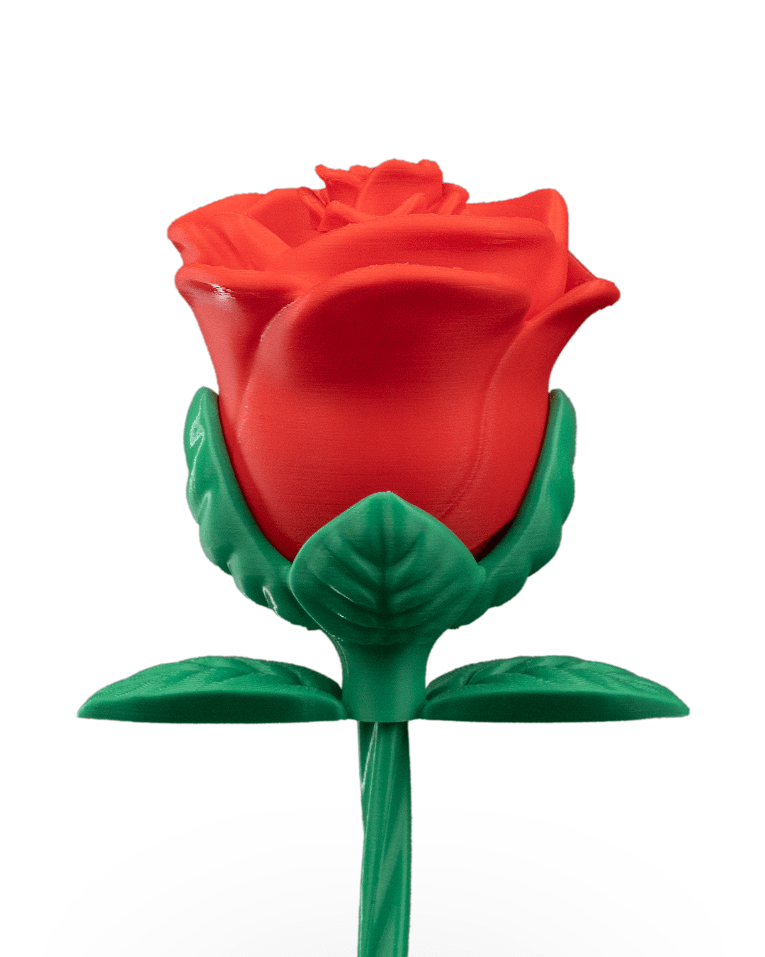 Endless Bloom Rose